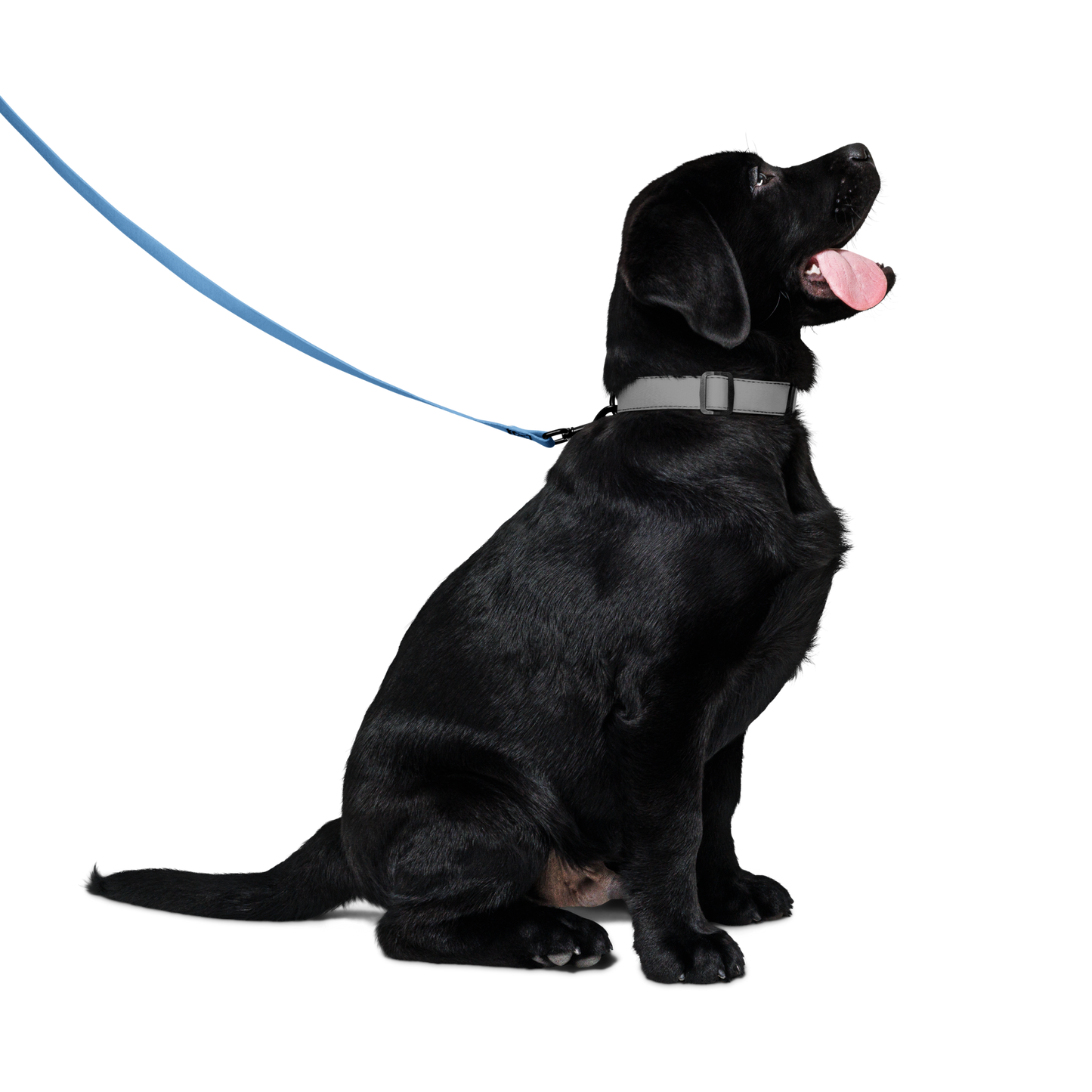 Playful Pet Leash (Spirit Blue)